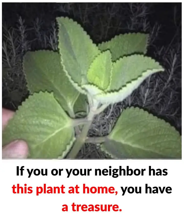 https://i.ibb.co/2Y68WWvH/3f6f4ae844eb.jpg