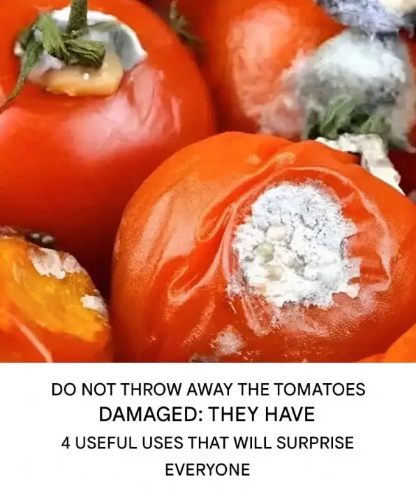 https://i.ibb.co/fYX3Grm9/a7610d390761.jpg